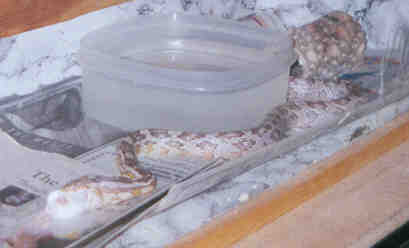 I need TP for my bunghole!