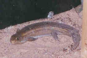 Here lizard, lizard, lizard...